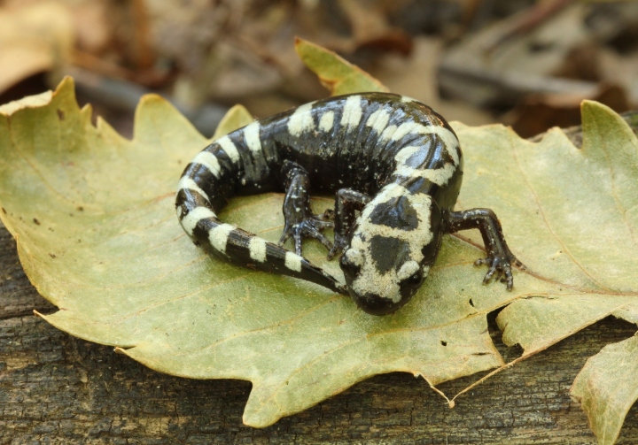 Marbled Salamander